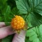 20 Seeds SALMONBERRY RUSSIAN RASPBERRY Rubus Spectabilis Fruit Seeds Purple Flowers (Seeds)