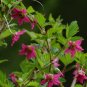 20 Seeds SALMONBERRY RUSSIAN RASPBERRY Rubus Spectabilis Fruit Seeds Purple Flowers (Seeds)