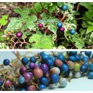 10 Seeds Variegated PORCELAIN BERRY VINE Ampelopsis Elegans Peppervine Blue Prpl (Seeds) 10 Seeds Variegated PORCELAIN BERRY VINE Ampelopsis Elegans Peppervine Blue Prpl (Seeds)