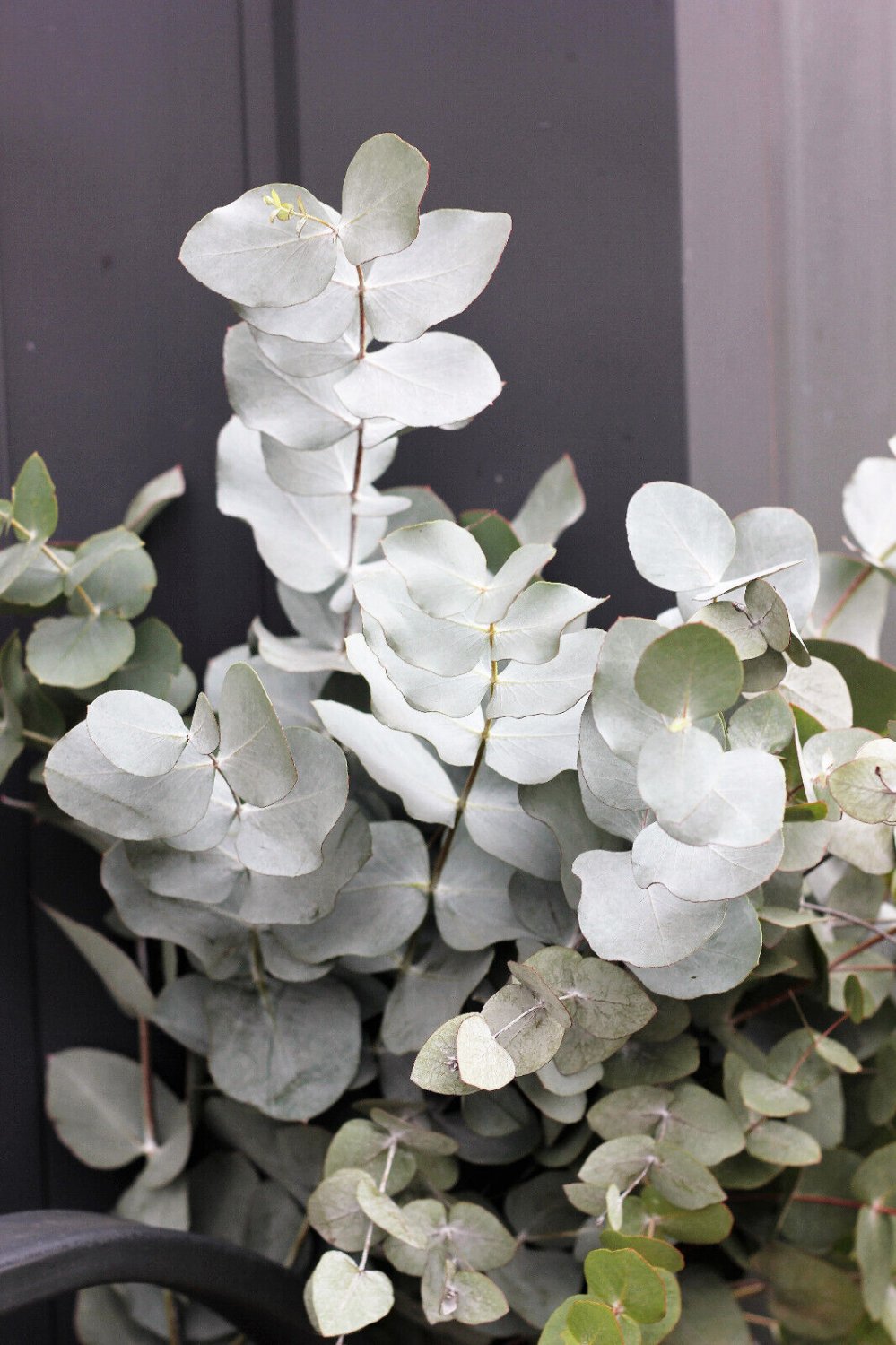 20 Seeds SILVER DROP EUCALYPTUS Gunnii Cider Gum Silver Blue Foliage Florist Tree (Seeds)