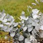 20 Seeds SILVER DROP EUCALYPTUS Gunnii Cider Gum Silver Blue Foliage Florist Tree (Seeds)