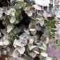 20 Seeds SILVER DROP EUCALYPTUS Gunnii Cider Gum Silver Blue Foliage Florist Tree (Seeds)