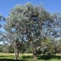 20 Seeds SILVER DROP EUCALYPTUS Gunnii Cider Gum Silver Blue Foliage Florist Tree (Seeds)