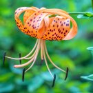 20 Seeds COLUMBIAN TIGER LILY Oregon Lilium Columbianum Orange Maroon Flower (Seeds)