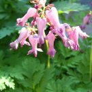 10 Seeds FRINGED / FERN LEAF BLEEDING HEART Dicentra Eximia Pink Flower (Seeds)