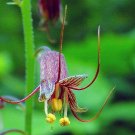 100 Seeds PIGGYBACK PLANT YOUTH ON AGE Tolmiea Thousand Mothers Menziesii Flower (Seeds)