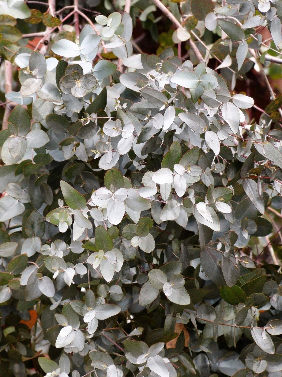 10 Seeds SILVER BOX EUCALYPTUS Pruinosa Silvery Blue-Green Foliage Yellow Flower (Seeds)
