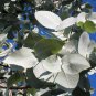10 Seeds SILVER BOX EUCALYPTUS Pruinosa Silvery Blue-Green Foliage Yellow Flower (Seeds)