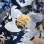 10 Seeds SILVER BOX EUCALYPTUS Pruinosa Silvery Blue-Green Foliage Yellow Flower (Seeds)