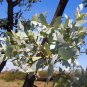 10 Seeds SILVER BOX EUCALYPTUS Pruinosa Silvery Blue-Green Foliage Yellow Flower (Seeds)
