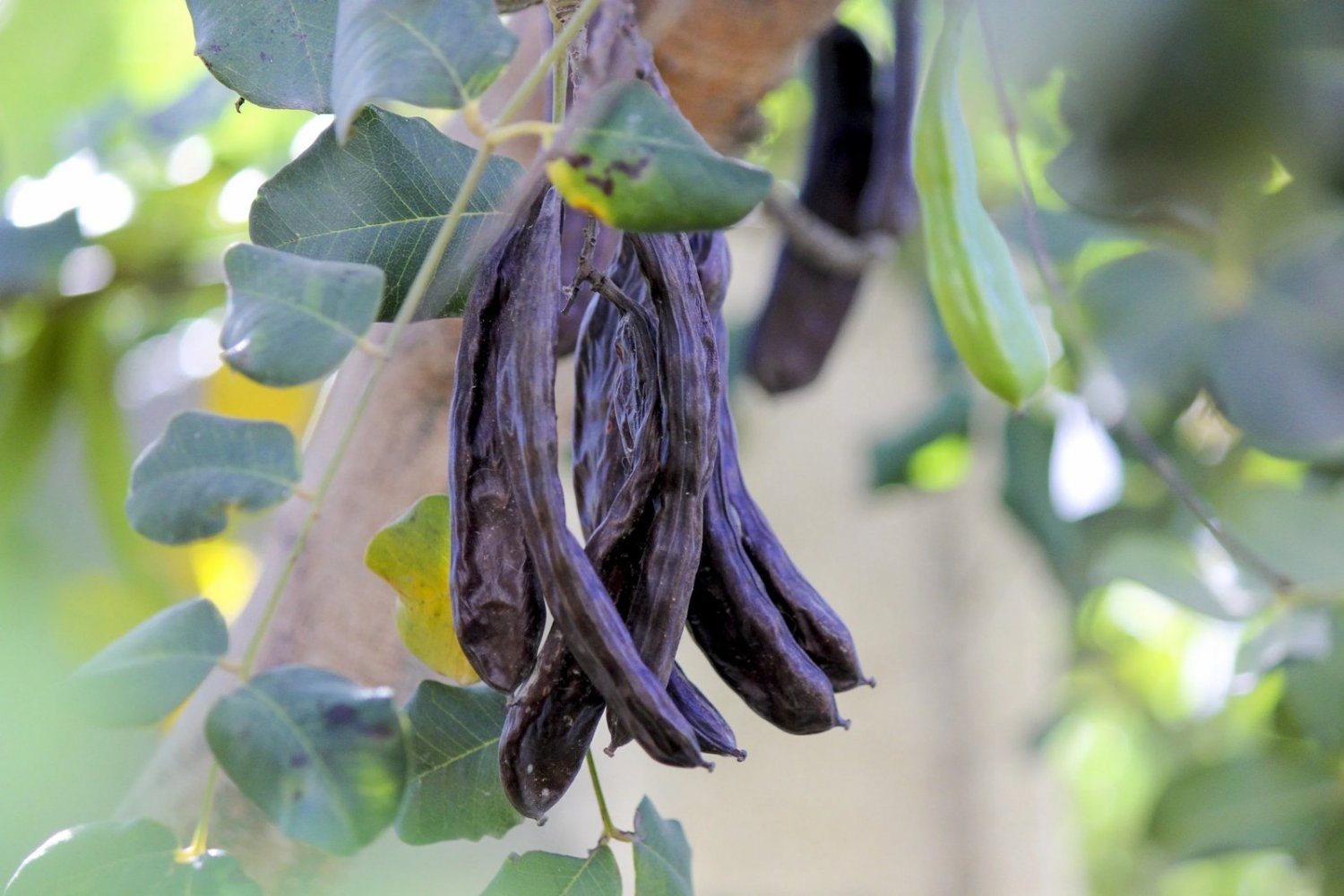 20 Seeds CAROB TREE Saint John's Bread Ceratonia Siliqua Edible Fruit Pods Tree (Seeds)
