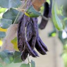 20 Seeds CAROB TREE Saint John's Bread Ceratonia Siliqua Edible Fruit Pods Tree (Seeds) 20 Seeds CAROB TREE Saint John's Bread Ceratonia Siliqua Edible Fruit Pods Tree (Seeds)