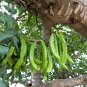 20 Seeds CAROB TREE Saint John's Bread Ceratonia Siliqua Edible Fruit Pods Tree (Seeds)