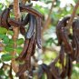 20 Seeds CAROB TREE Saint John's Bread Ceratonia Siliqua Edible Fruit Pods Tree (Seeds)