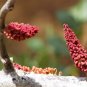 20 Seeds CAROB TREE Saint John's Bread Ceratonia Siliqua Edible Fruit Pods Tree (Seeds)