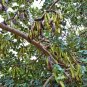 20 Seeds CAROB TREE Saint John's Bread Ceratonia Siliqua Edible Fruit Pods Tree (Seeds)