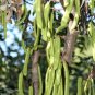 20 Seeds CAROB TREE Saint John's Bread Ceratonia Siliqua Edible Fruit Pods Tree (Seeds)