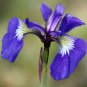 20 Seeds ALASKA IRIS Setosa Wild Flag Beachhead Blue Purple Native Wetland Flower (Seeds)