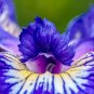20 Seeds ALASKA IRIS Setosa Wild Flag Beachhead Blue Purple Native Wetland Flower (Seeds)
