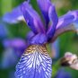 20 Seeds ALASKA IRIS Setosa Wild Flag Beachhead Blue Purple Native Wetland Flower (Seeds)
