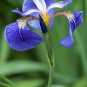 20 Seeds ALASKA IRIS Setosa Wild Flag Beachhead Blue Purple Native Wetland Flower (Seeds)