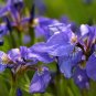 20 Seeds ALASKA IRIS Setosa Wild Flag Beachhead Blue Purple Native Wetland Flower (Seeds)