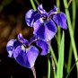20 Seeds ALASKA IRIS Setosa Wild Flag Beachhead Blue Purple Native Wetland Flower (Seeds)