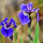 20 Seeds ALASKA IRIS Setosa Wild Flag Beachhead Blue Purple Native Wetland Flower (Seeds)