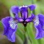 20 Seeds ALASKA IRIS Setosa Wild Flag Beachhead Blue Purple Native Wetland Flower (Seeds)