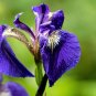 20 Seeds ALASKA IRIS Setosa Wild Flag Beachhead Blue Purple Native Wetland Flower (Seeds)