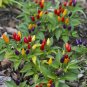 25 Seeds BOLIVIAN RAINBOW PEPPER MULTI COLORED CHILI Capsicum Annuum Vegetable (Seeds)