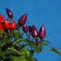 25 Seeds BOLIVIAN RAINBOW PEPPER MULTI COLORED CHILI Capsicum Annuum Vegetable (Seeds)