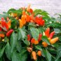25 Seeds BOLIVIAN RAINBOW PEPPER MULTI COLORED CHILI Capsicum Annuum Vegetable (Seeds)