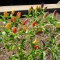 25 Seeds BOLIVIAN RAINBOW PEPPER MULTI COLORED CHILI Capsicum Annuum Vegetable (Seeds)