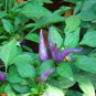 25 Seeds BOLIVIAN RAINBOW PEPPER MULTI COLORED CHILI Capsicum Annuum Vegetable (Seeds)