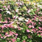 20 Seeds Variegated ARCTIC BEAUTY KIWI FRUIT Edible Actinidia Kolomikta Vine (Seeds)