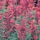 30 Seeds RED AGASTACHE 'HEATHER QUEEN' Hummingbrid Mint Hyssop Flower Herb (Seeds)