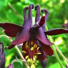 20 Seeds BLACK COLUMBINE Dark Columbine Aquilegia Atrata Deep Purple Flower (Seeds)