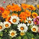 30 Seeds Mixed Colors GAZANIA Rigens Treasure Flower (Seeds) 30 Seeds Mixed Colors GAZANIA Rigens Treasure Flower (Seeds)