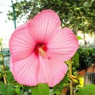 20 Seeds LIGHT PINK HIBISCUS Moscheutos var. Palustris Hardy Flower (Seeds)