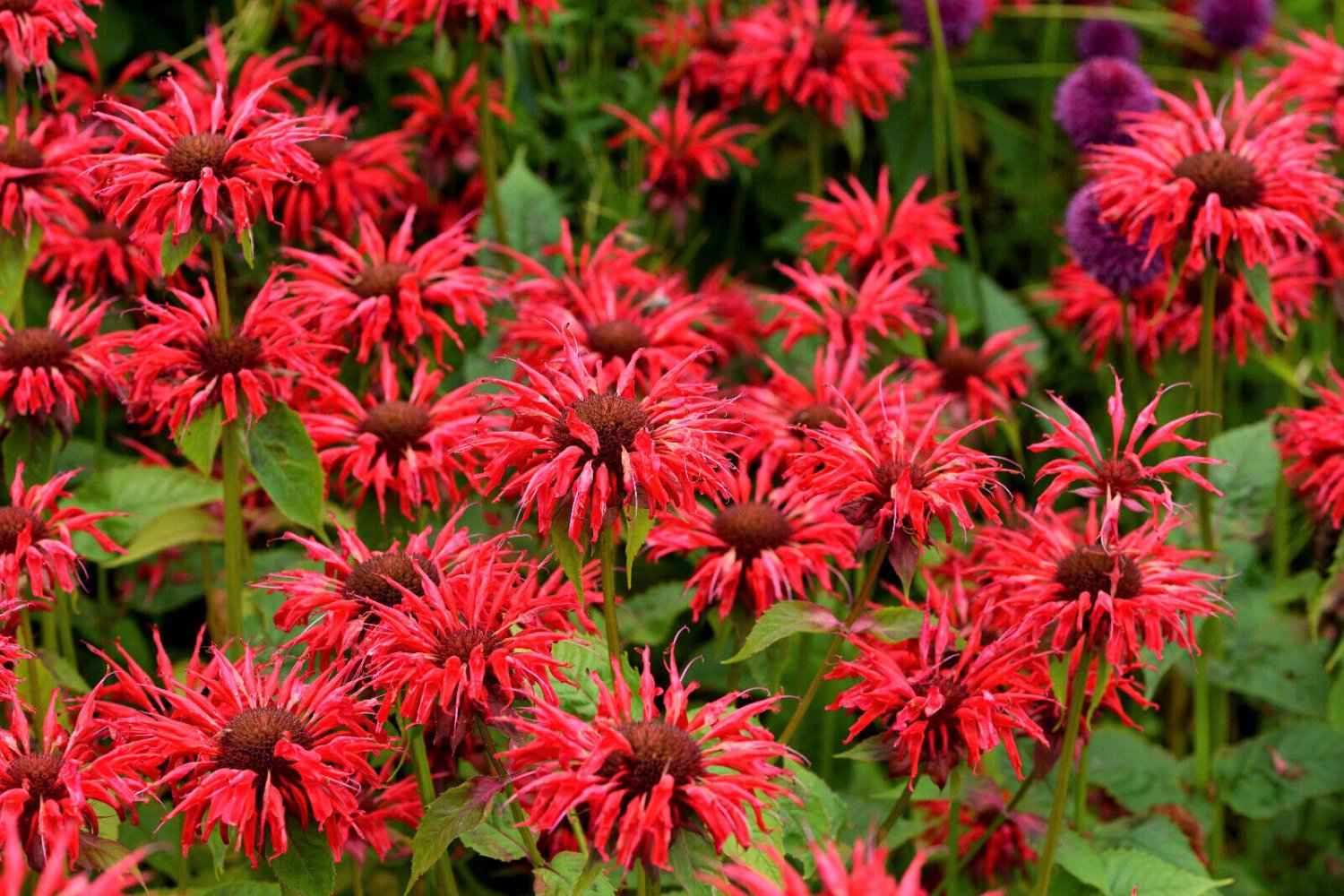 10 Seeds Panorama RED BEE BALM / MONARDA DIDYMA Oswego Tea Flower (Seeds)