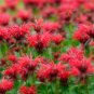 10 Seeds Panorama RED BEE BALM / MONARDA DIDYMA Oswego Tea Flower (Seeds)