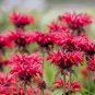 10 Seeds Panorama RED BEE BALM / MONARDA DIDYMA Oswego Tea Flower (Seeds)