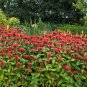 10 Seeds Panorama RED BEE BALM / MONARDA DIDYMA Oswego Tea Flower (Seeds)