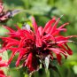 10 Seeds Panorama RED BEE BALM / MONARDA DIDYMA Oswego Tea Flower (Seeds)