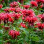 10 Seeds Panorama RED BEE BALM / MONARDA DIDYMA Oswego Tea Flower (Seeds)