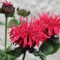 10 Seeds Panorama RED BEE BALM / MONARDA DIDYMA Oswego Tea Flower (Seeds)