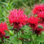 10 Seeds Panorama RED BEE BALM / MONARDA DIDYMA Oswego Tea Flower (Seeds)