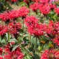 10 Seeds Panorama RED BEE BALM / MONARDA DIDYMA Oswego Tea Flower (Seeds)