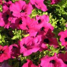 200 Seeds PINK LAURA BUSH PETUNIA Violacea Perennial Frilled Trumpet Flower (Seeds)